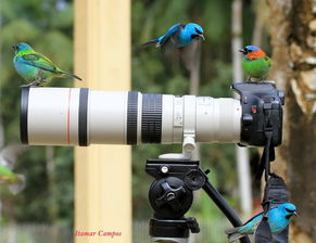 鏡中生靈 佳能鏡頭與小鳥的創意攝影互動